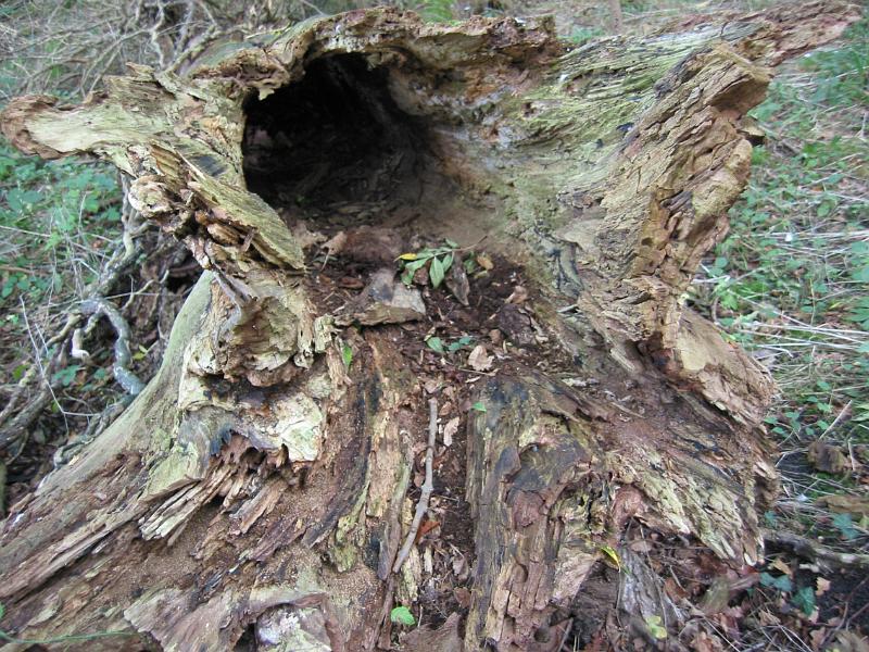 Kings Wood Fallen Tree 10